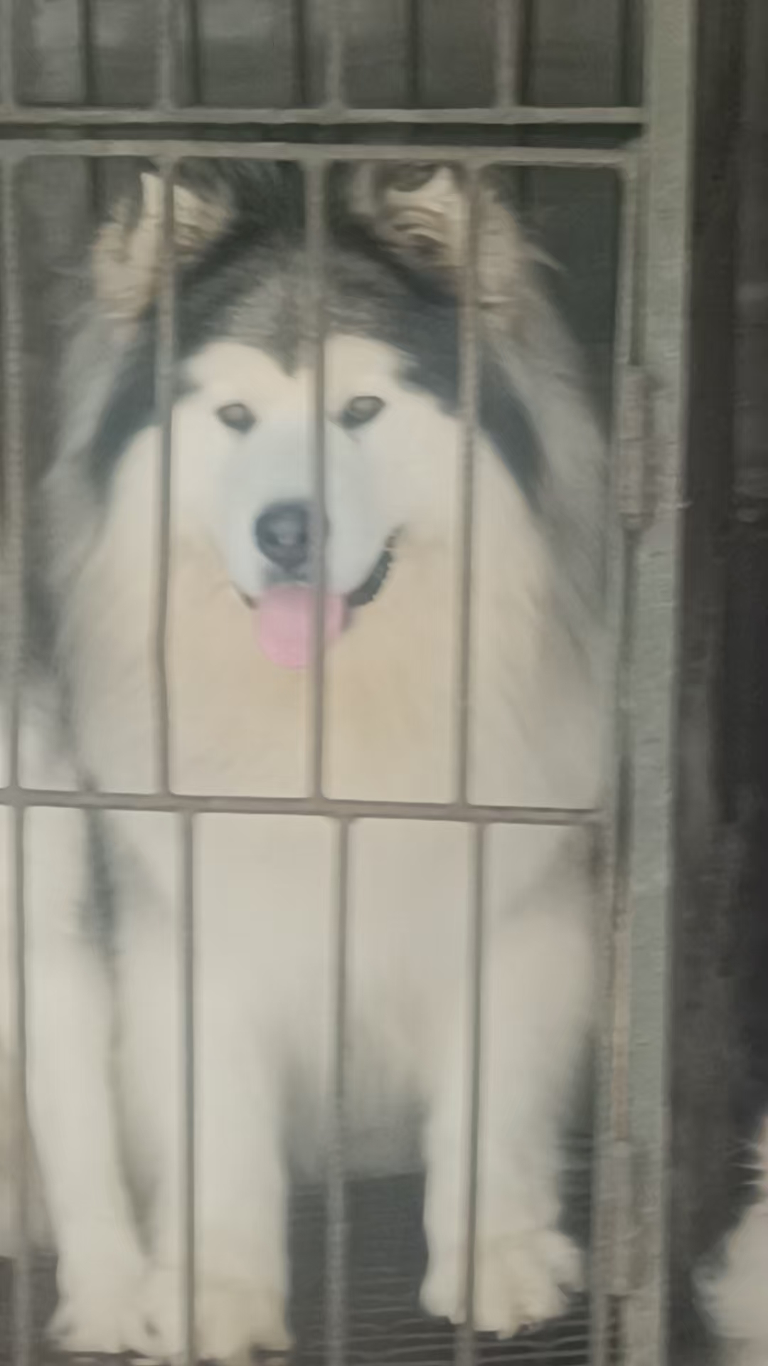 阿拉斯加犬